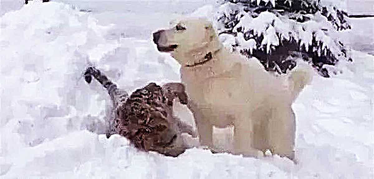 狗狗在野外救了一只小老虎，但是当狗狗老了以后，画风却完全变了-精研拍拍网