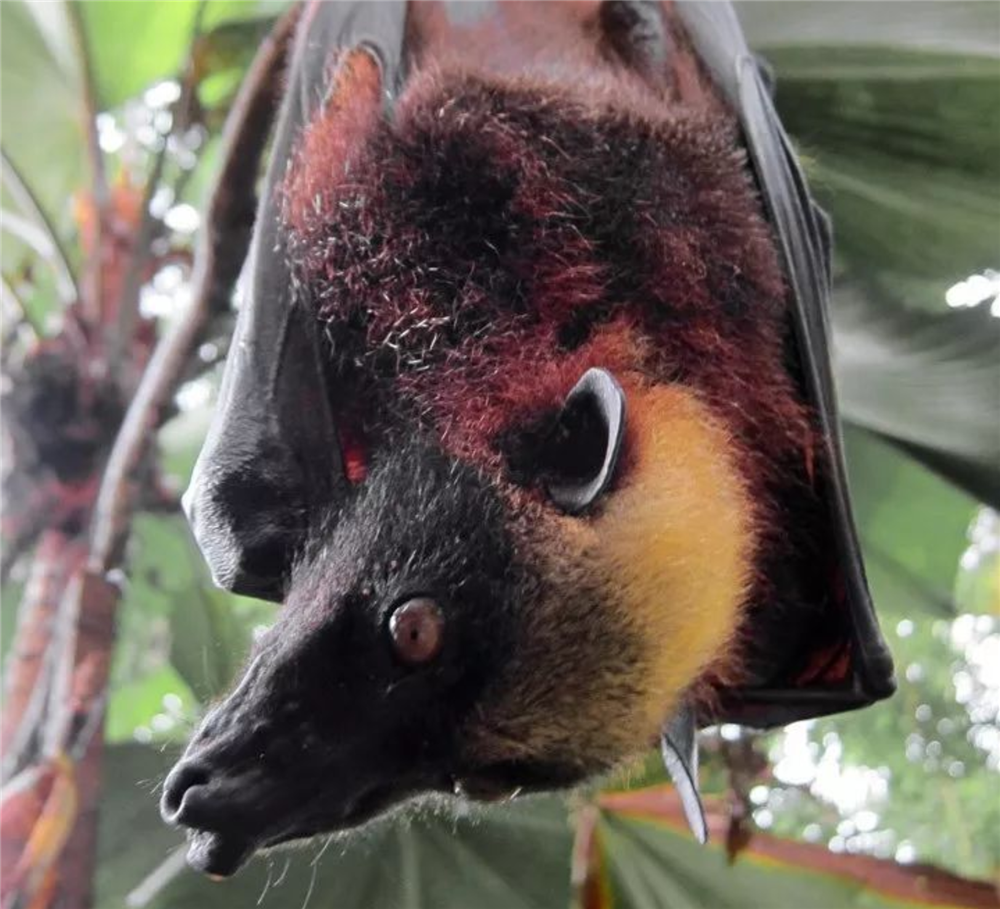 吕宋岛生活着一种“怪鸟”，头像狐狸身形似猫，翼展却有1.7米长-精研拍拍网
