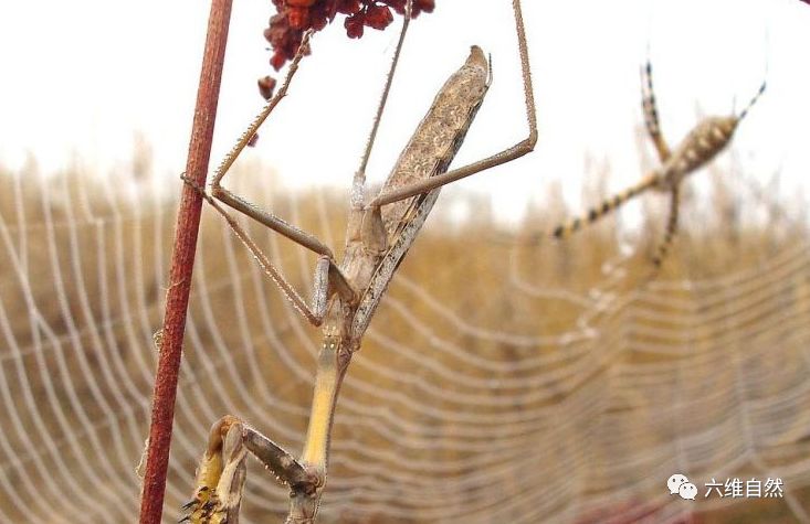 蜘蛛被昆虫反捕杀：织好蜘蛛网，等来的昆虫，却在蜘蛛网捕杀蜘蛛-精研拍拍网