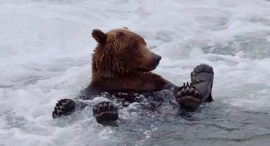 为什么胖熊已经变得如此胖-精研拍拍网