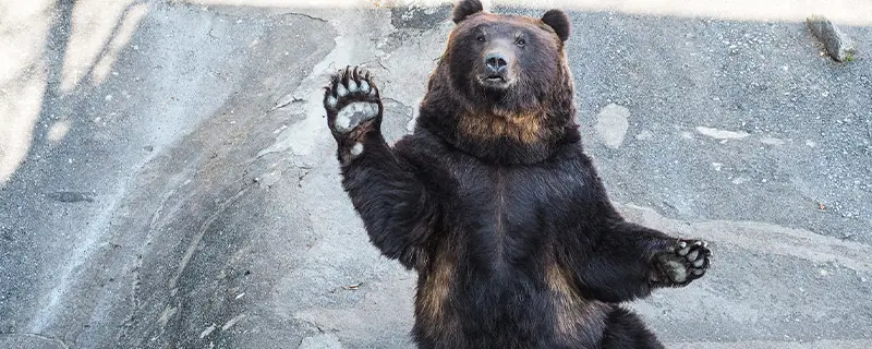 黑熊都是黑色的吗-精研拍拍网