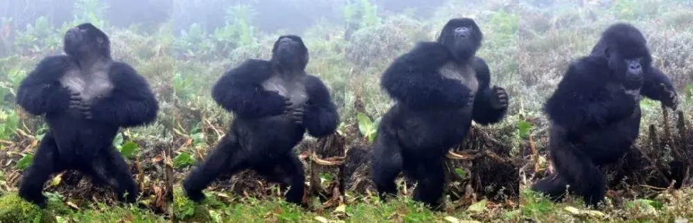 为什么大猩猩爱捶打自己的胸脯-精研拍拍网