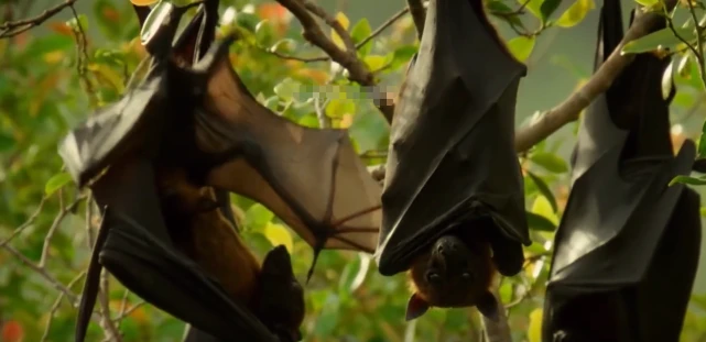 蝙蝠为什么都是倒挂着睡觉-精研拍拍网