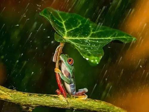 下雨天青蛙为什么会一直叫不停-精研拍拍网