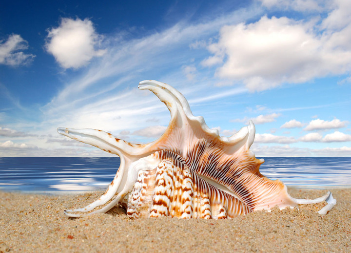 海螺是什么动物-精研拍拍网