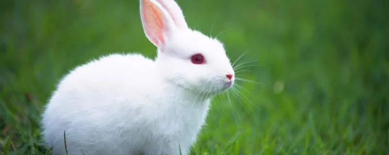小白兔的眼睛为什么是红色-精研拍拍网