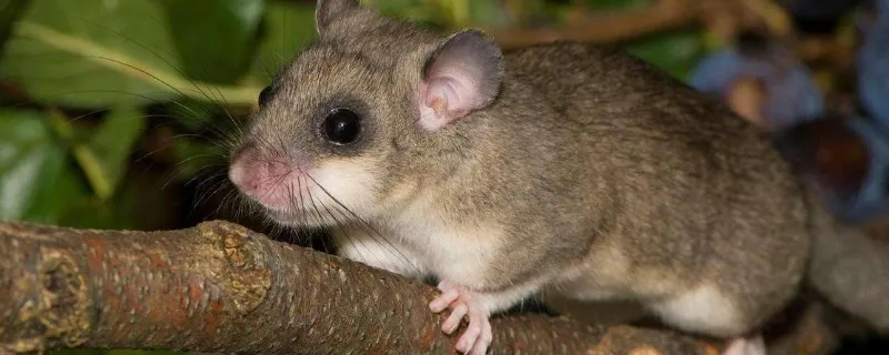 老鼠为什么喜欢磨牙-精研拍拍网