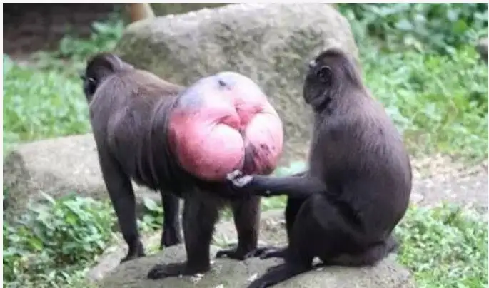猴子的屁股为什么是红色的-精研拍拍网