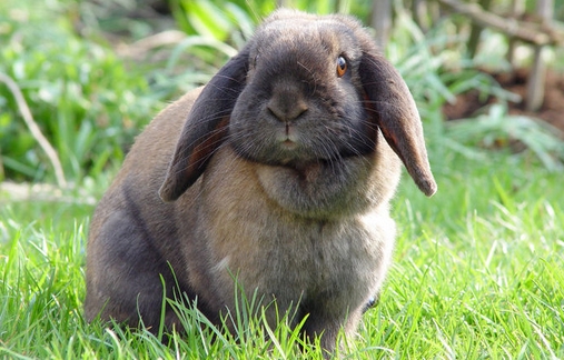 饲养垂耳兔需要注意哪些习性-精研拍拍网