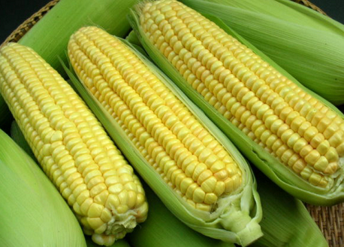 玉米是粮食作物吗-精研拍拍网