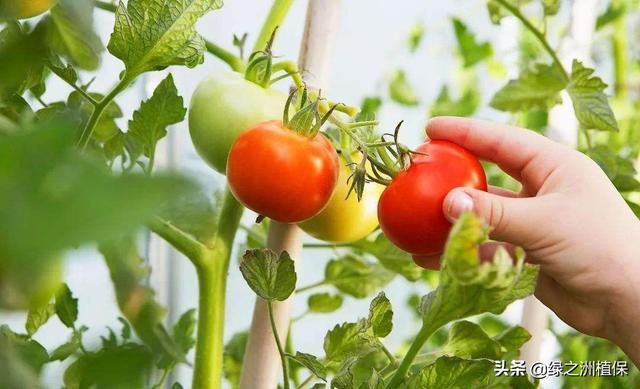 夏季如何种植番茄才能达到高产（番茄越夏高产栽培技术）-精研拍拍网