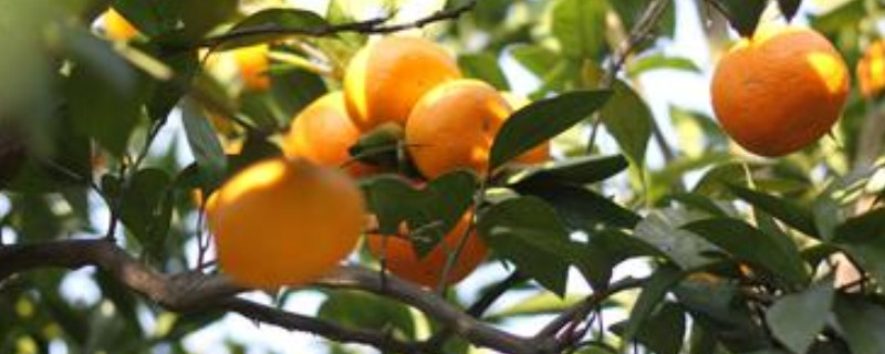 橘子树怎么养殖方法及注意事项-精研拍拍网
