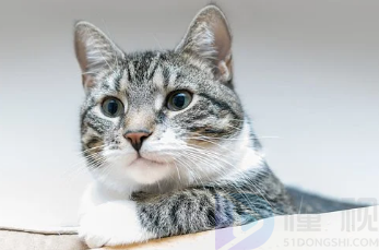 猫咪腹胀的原因是什么？如何调节-精研拍拍网